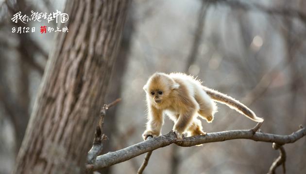 笑cry!摄影师穿熊猫装拍熊猫_手机新浪网