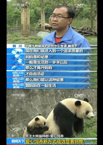 今年四月大熊猫保护中心的专家以姚蔓青青为爱心饲养范本接受央视新闻频道采访