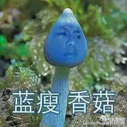 蓝瘦香菇