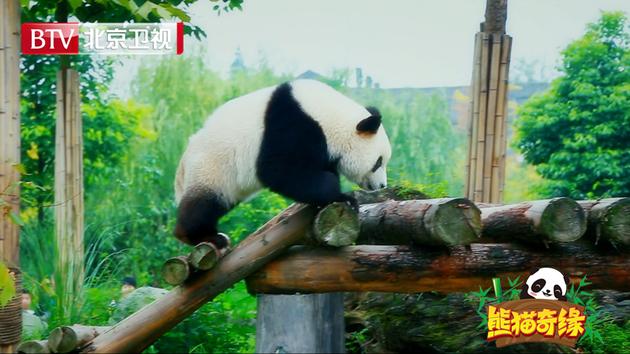 《熊猫》网红国宝上线 高冷享特殊待遇|饲养员