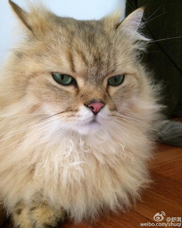 舒淇发猫咪头像表达愤怒和无语