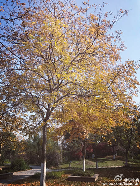 李小冉微博配图