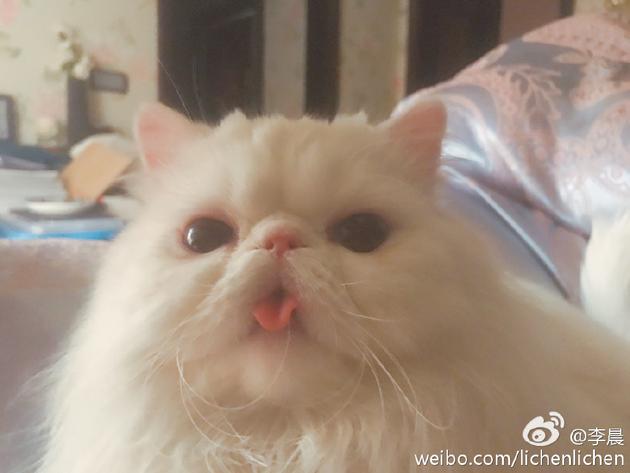 李晨在床上晒范冰冰爱猫 那身边不就是…