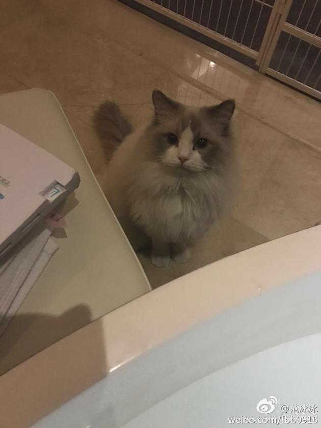 范冰冰在泡澡逗猫