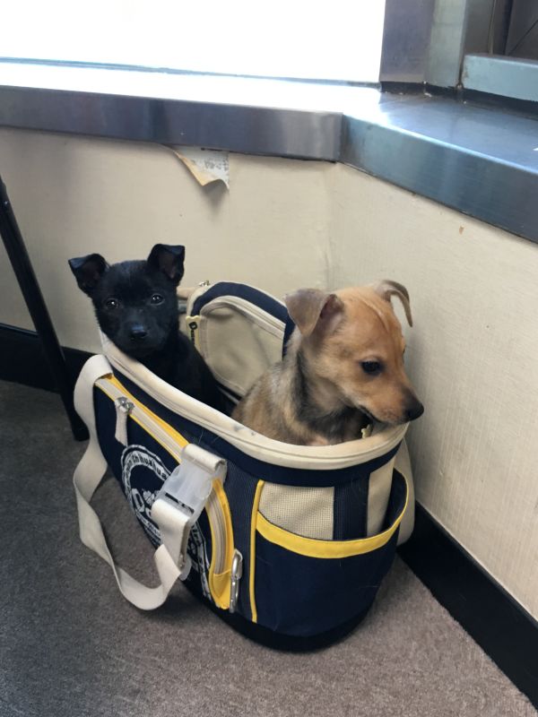 江宏恩新收养的两只幼犬