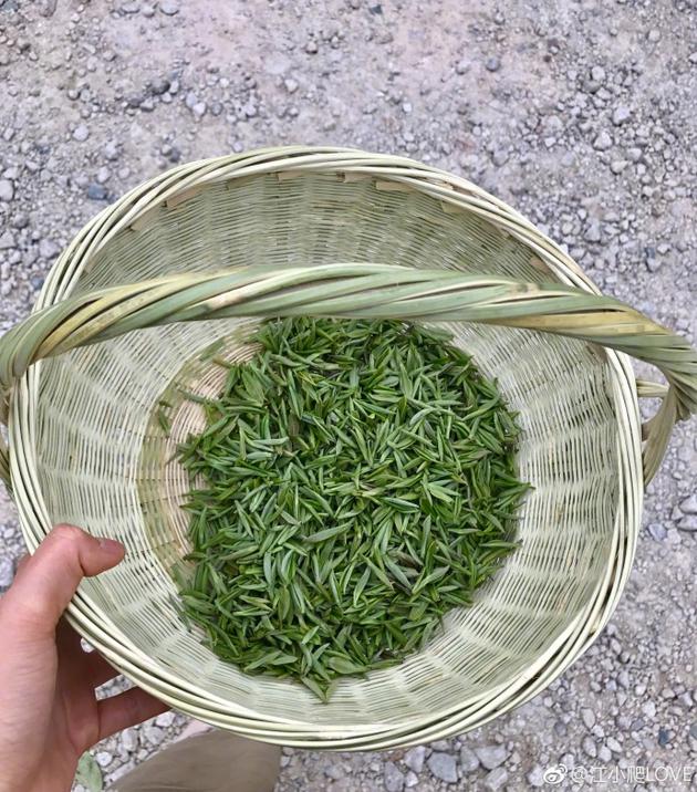 江一燕江南采茶清新有气质