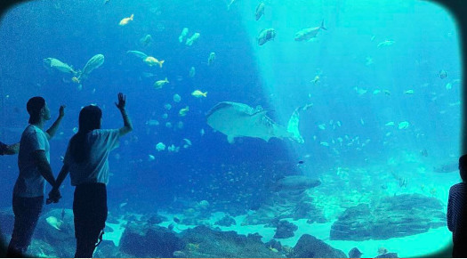 情侣装逛水族馆