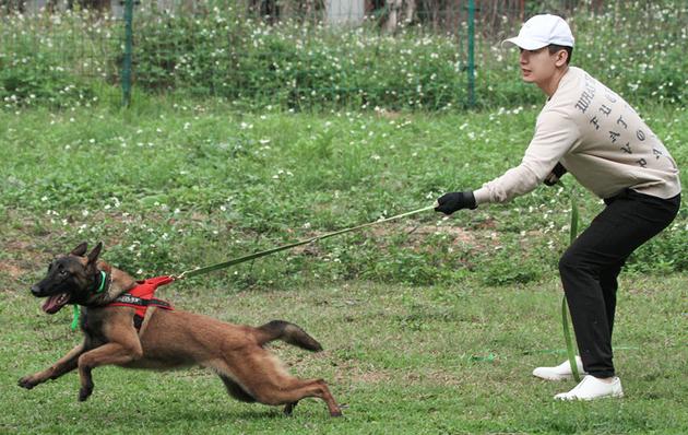 成毅参加警犬训练培训