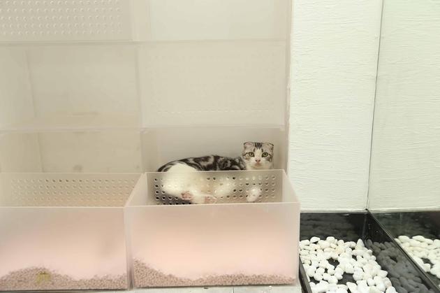 改造后猫咪的新家