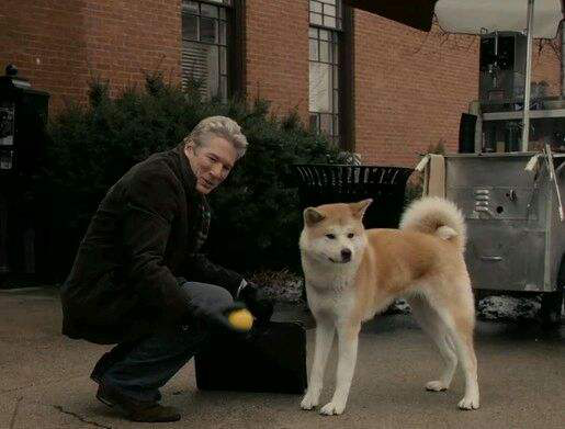 《忠爱无言》曝先导海报 中国版八公不离不弃