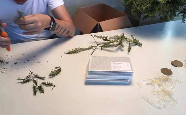 树叶纹络