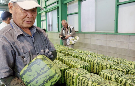 日本特产方形西瓜标价超过600元 却不适合食用