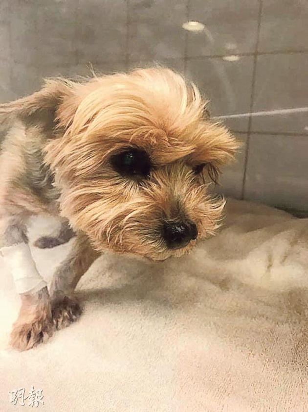 梁烈唯的爱犬KoKo因病入院,并需要送进ICU。