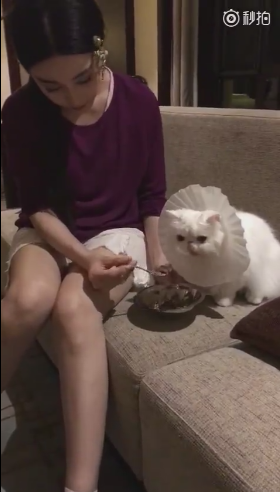 范冰冰喂猫