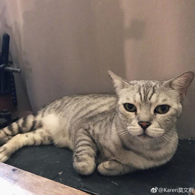 莫文蔚的猫咪