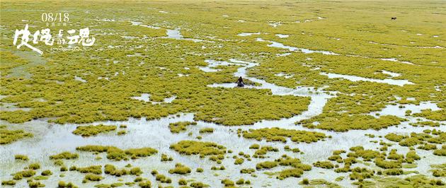 塔贝在水沼中行走