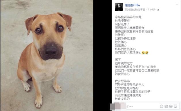 Ella爱犬阿发