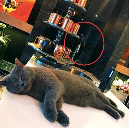 猫咪身后躲着一名戴帽子的男子