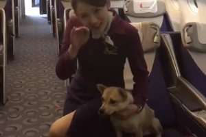 陈乔恩化身空姐为宠物服务有爱互动