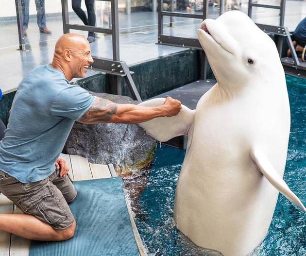 巨石强森参观水族馆遭炮轰 被指支持虐待囚禁动物