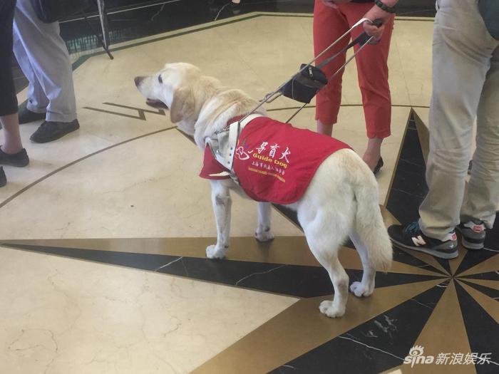 在国泰电影院，一只引领主人来看电影的导盲犬