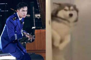 张若昀回应像哈士奇 自称“挺好的”