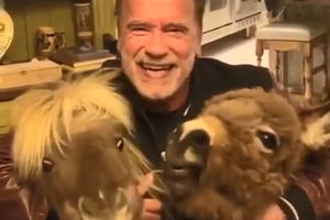 施瓦辛格宅家与爱宠小马小驴玩耍