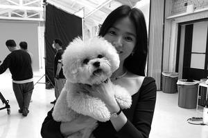 40岁宋慧乔造型优雅抱狗狗 甜笑拍照卧蚕明显