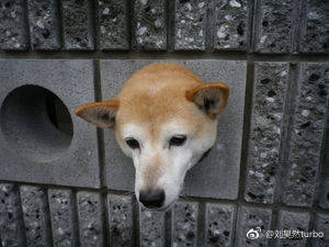 柴犬从洞口探头