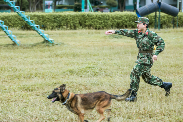 张大大 奇兵神犬