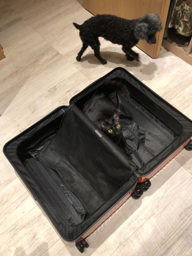 猫咪躺在行李箱内一脸懵