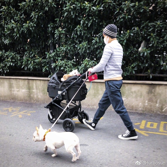 孙俪遛狗