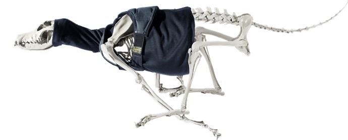 Skeleton Dog