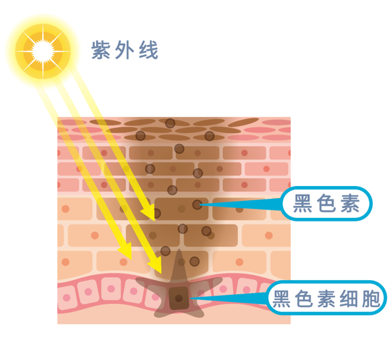 紫外线与黑色素细胞相关影响