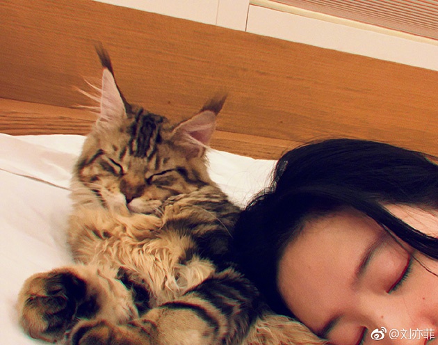 刘亦菲和猫咪