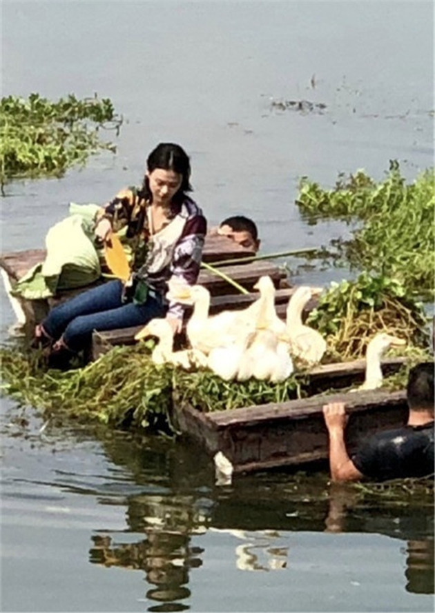 马思纯给鸭子扇扇子