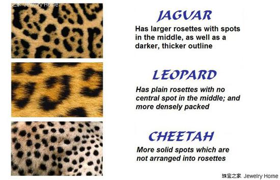豹纹的种类
