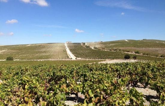 图片来源:www.sherry.wine