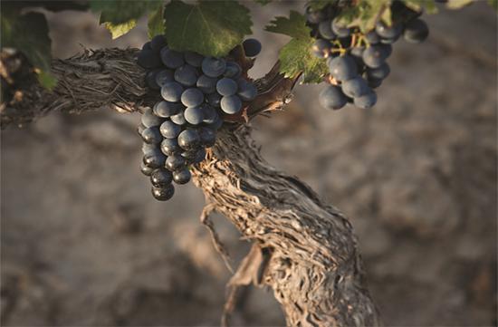 图片来源：Wines of Argentina