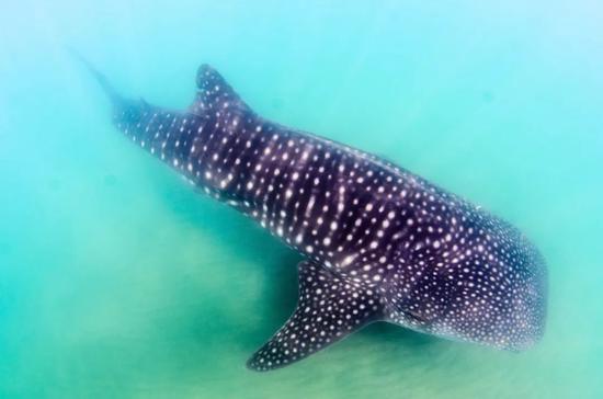 &copy;Leonardo Gonzalez/Shutterstock