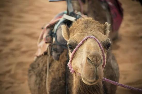 ㊴ 摩洛哥的骆驼一般为单峰驼，顾名思义，就是只有一个驼峰。