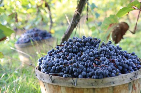 图片来源:Wine Enthusiast
