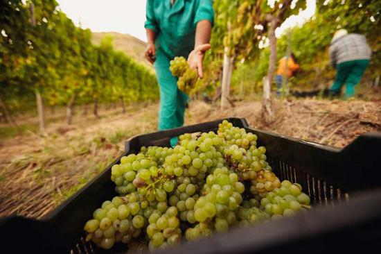 图片来源:Wine Enthusiast