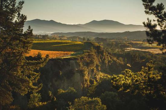 骐通酒庄（Churton）的葡萄园（图片来源：www.churtonwines.co.nz）