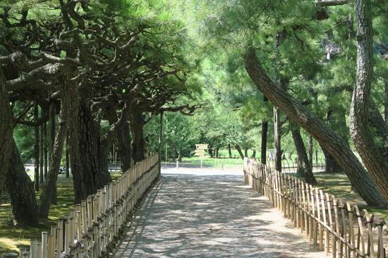 什么样的松树适合庭院 _J2Q-hqqzpkv6392526.jpg