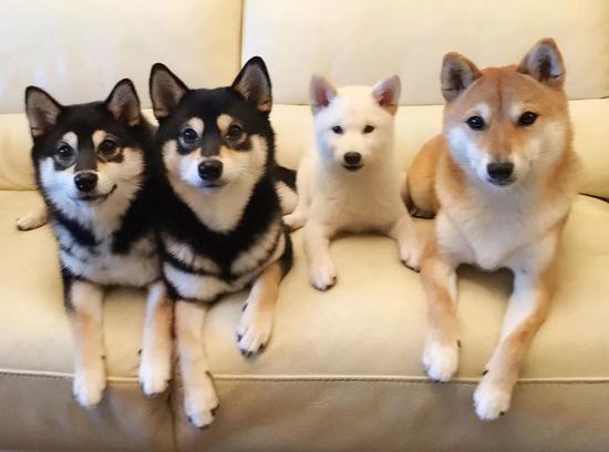 网友家养了四只柴犬 有一只每次合照就开始搞事情