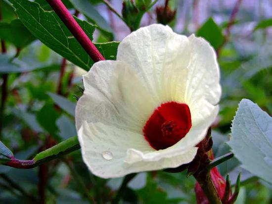 洛神花（Hibiscus sabdariffa）