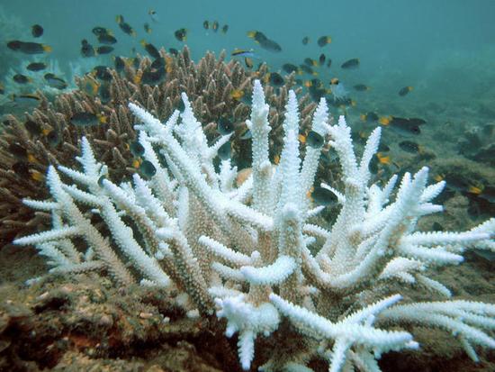被“漂白”了的珊瑚 （ 图 /wikipedia ）