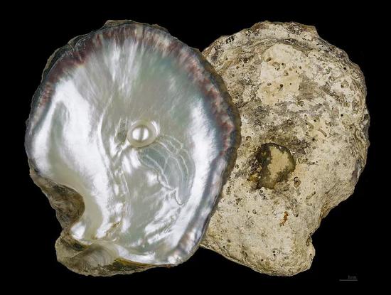 Pinctada maxima