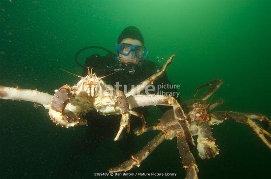 Diver with two Giant red king crabs {Paralithodes camtschaticus} Kirkiness, Norway